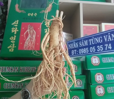 Sâm tươi 1 củ/kg