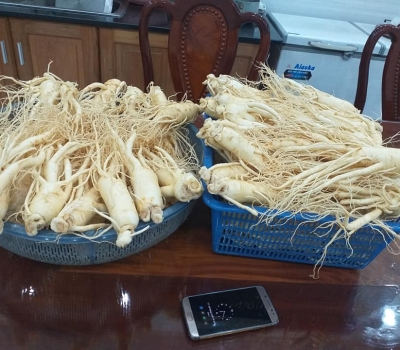 SÂM CỦ TƯƠI 8 CỦ/KG