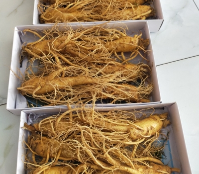 sâm tươi 5cu/kg